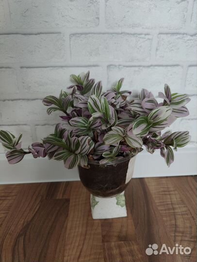 Традесканция нанук