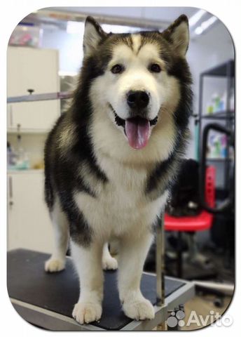 Стрижка собак кошек.Гигиена.Линька.Вычес