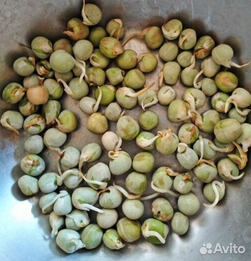 Цельный горох для проращивания и посадки