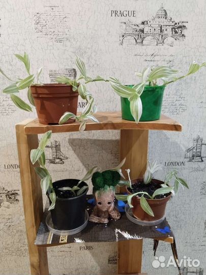 Традесканция