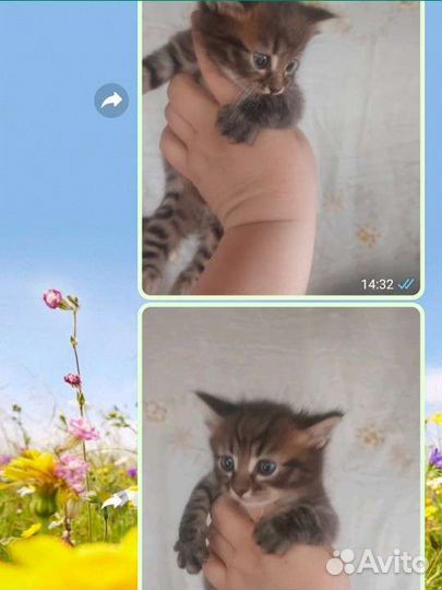 Кошка в дар бесплатно