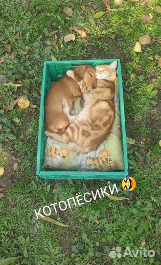 Такса щенки