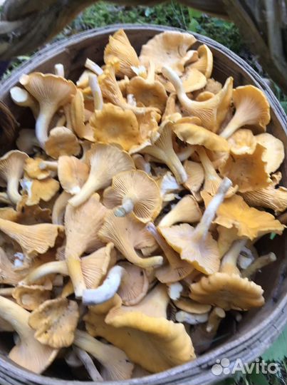 Грибы лисички