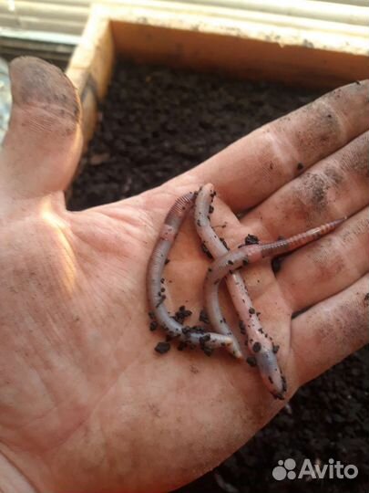 Черви для рыбалки дендробена