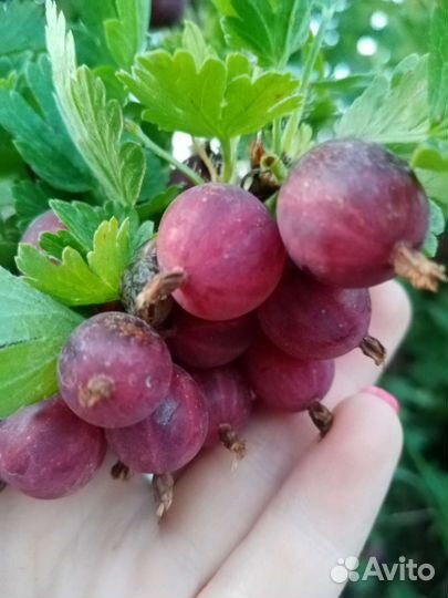 Крыжовник красный