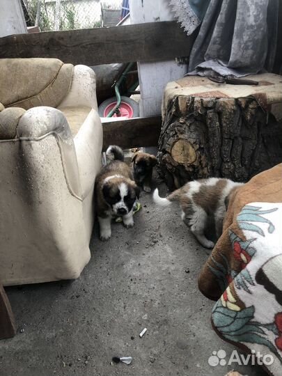 Щенки сербернара