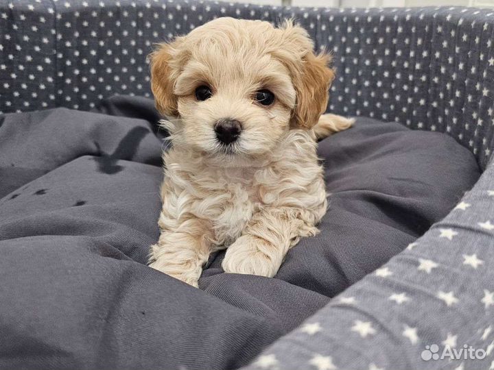 Щенки мальтипу f1