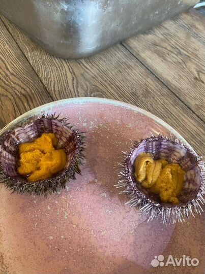 Морские ежи живые