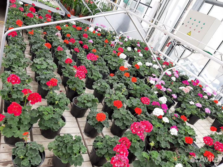 Продажа цветов и овощей