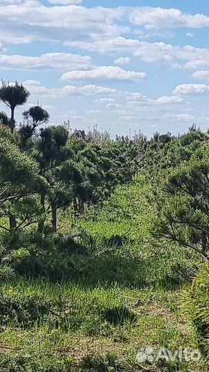 Дерево бонсай