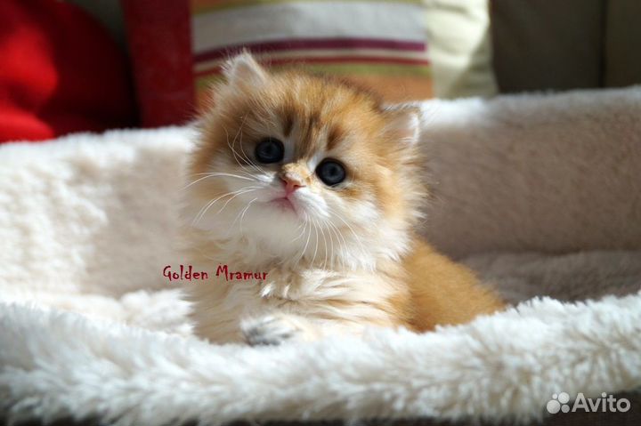 Котята золотого окраса