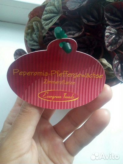 Бегония(пеперония)