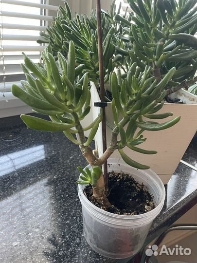 Денежное дерево толстянка крассула хоббит