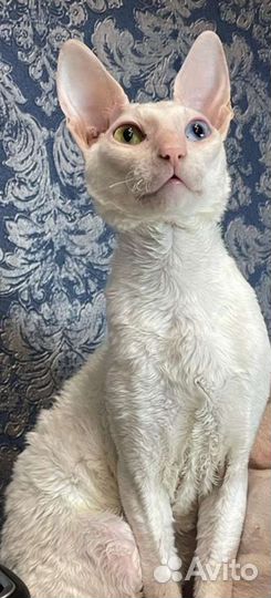 Корниш-рекс