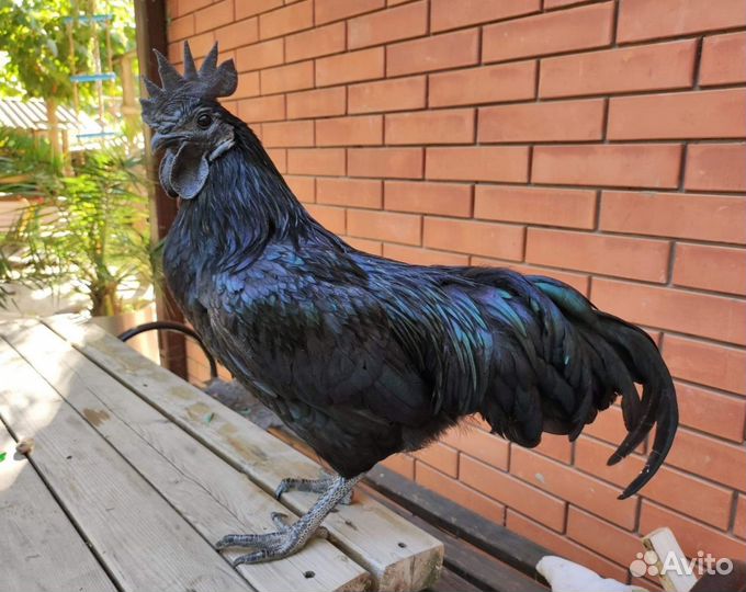 Фотозона с животными