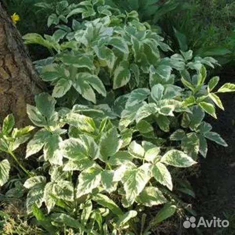 Сныть пестролистная. Ландыши. Многолетники