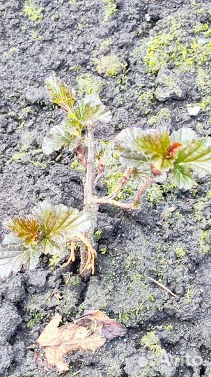 Пузыреплодник