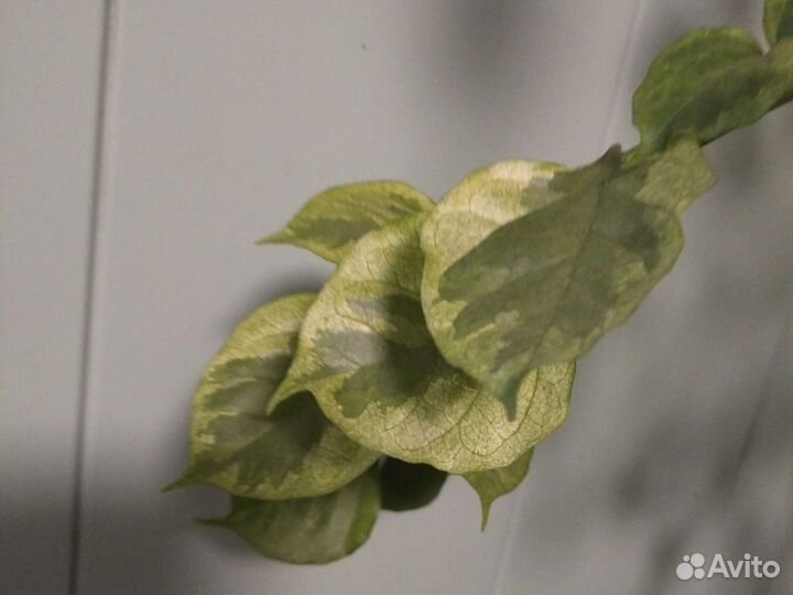 Бугенвиллия, укоренённые черенки