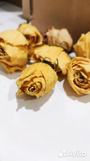 Розы - сухоцвет для творчества