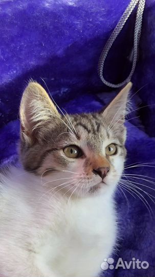 Котенок компаньон добрый и ласковый ищет дом в дар