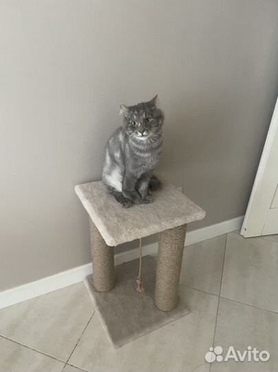 Когтеточка игровой комплекс