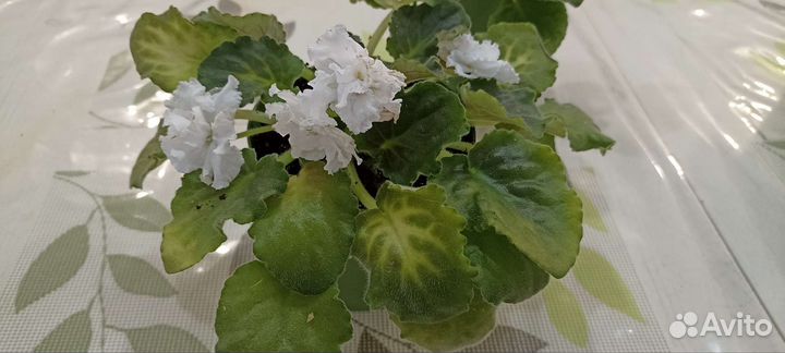 Комнатные растения