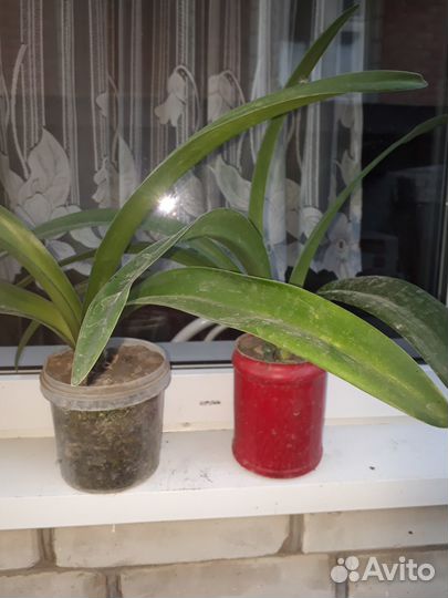 Цветок Амариллис