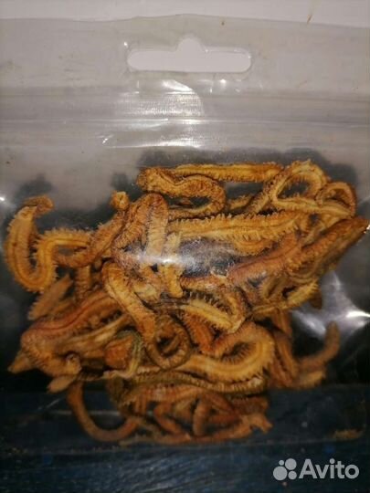 Наживка червь Морской с 6 утра