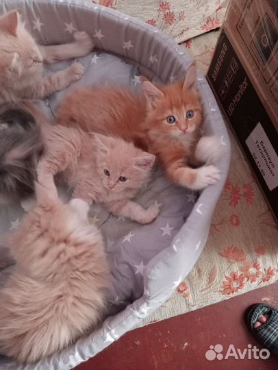 Котята мейн-кун