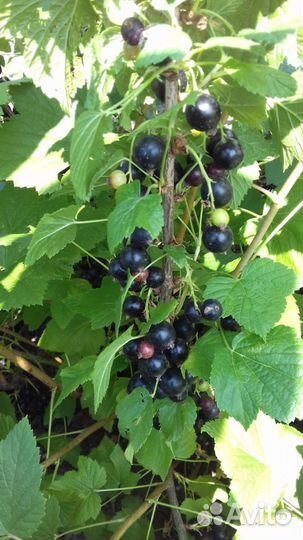 Черная смородина. Саженцы