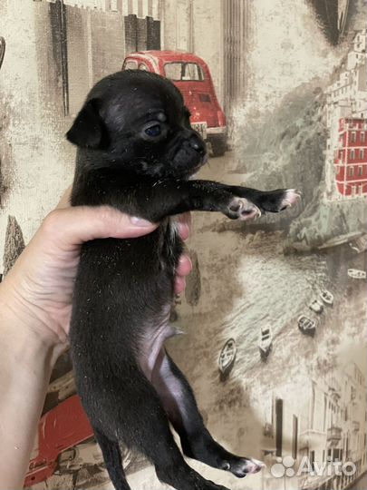 Щенки чихуа