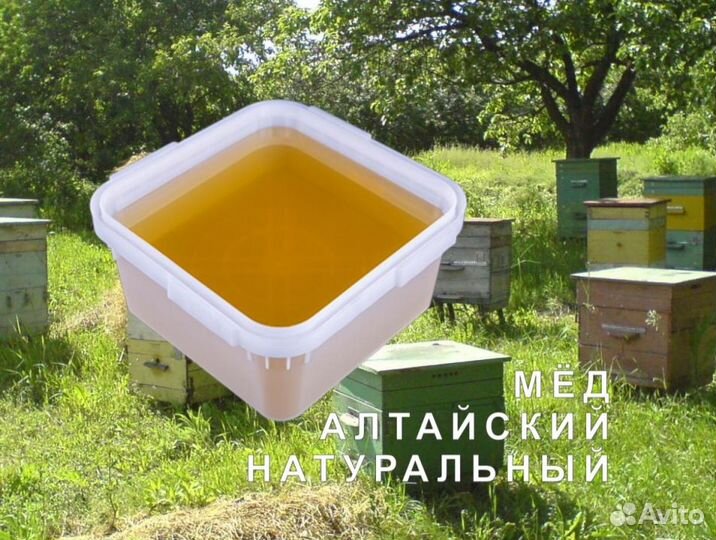 Мед 2023 натуральный алтайский опт