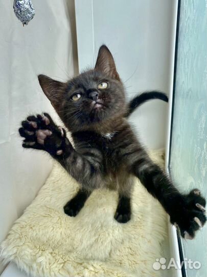 Котенок в дар. Тигровая девочка. Метис британский