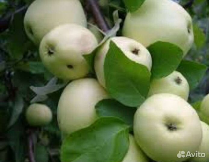 Яблоки белый налив, мельба