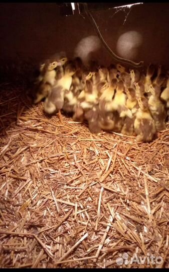 Мускусные утки