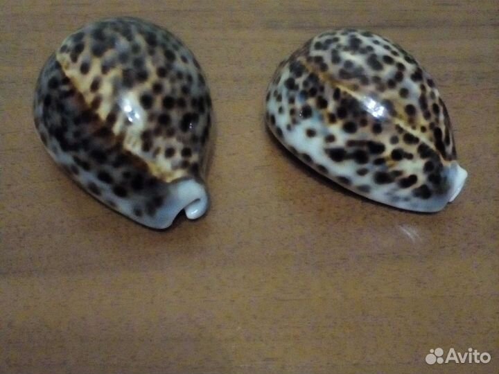 Морские ракушки