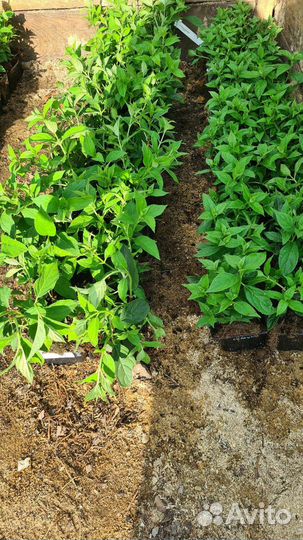 Гортензия метельчатая Самарская Лидия