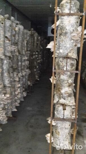 Стеллажи для выращивания вешенок