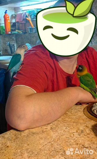 Попугай неразлучники с клеткой ручные