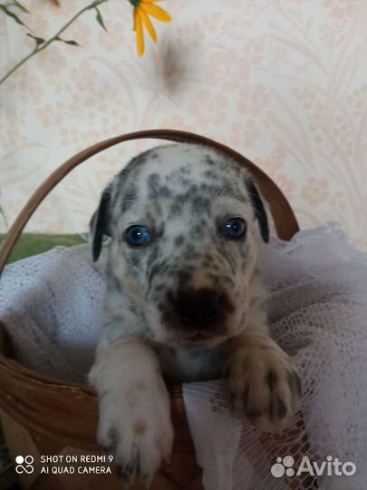 Щенки метисы