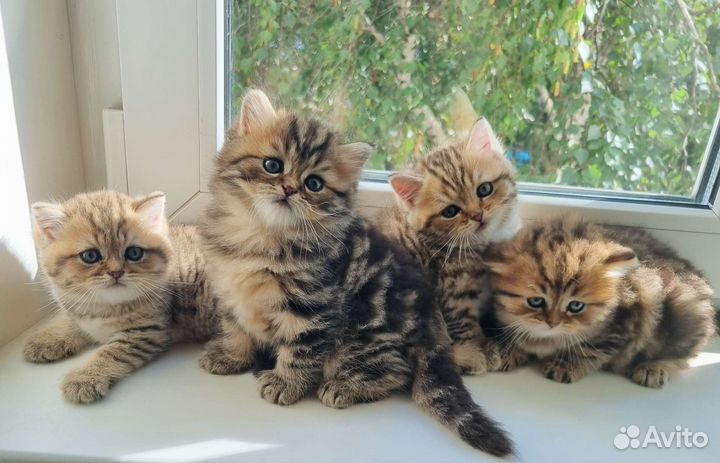 Шотландские котята