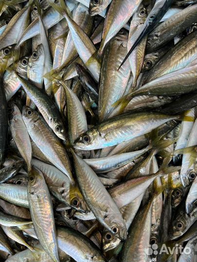 Свежий пеленгас