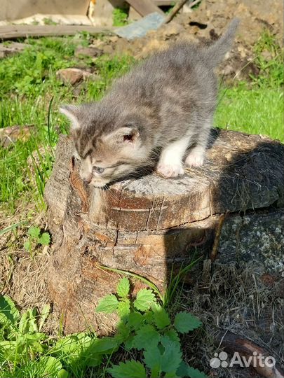 Кошка в дар