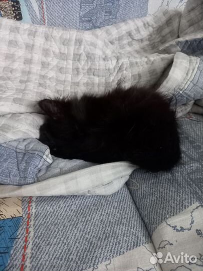 Котенок в добрые руки, девочка