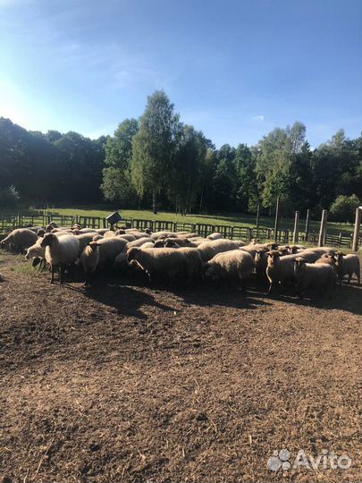 С/х животные