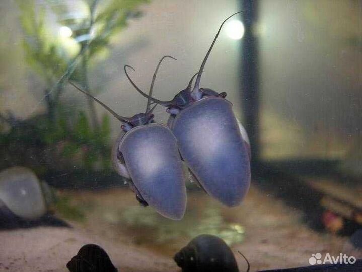 Улитки мелании,Черничные ампулярии