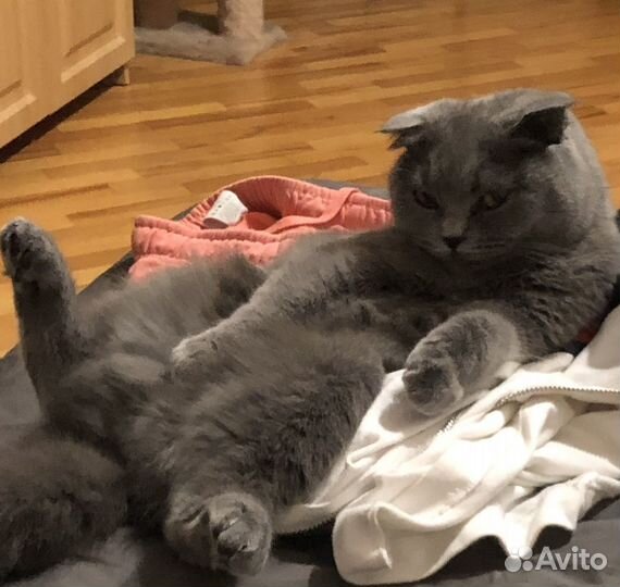 Кошки