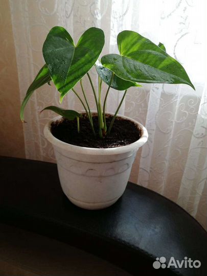 Антуриум мужское счастье комнатные цветы