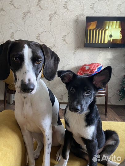 Передержка собак, кошек, грызунов