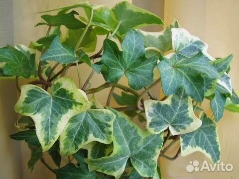 Плющ, жимолость каприфоль